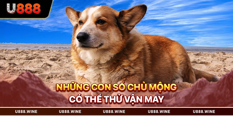 Mơ Thấy Chó - Giải Mã Chiêm Bao Và Ý Nghĩa Tiềm Ẩn T1.2026 Những con số chủ mộng có thể thử vận may